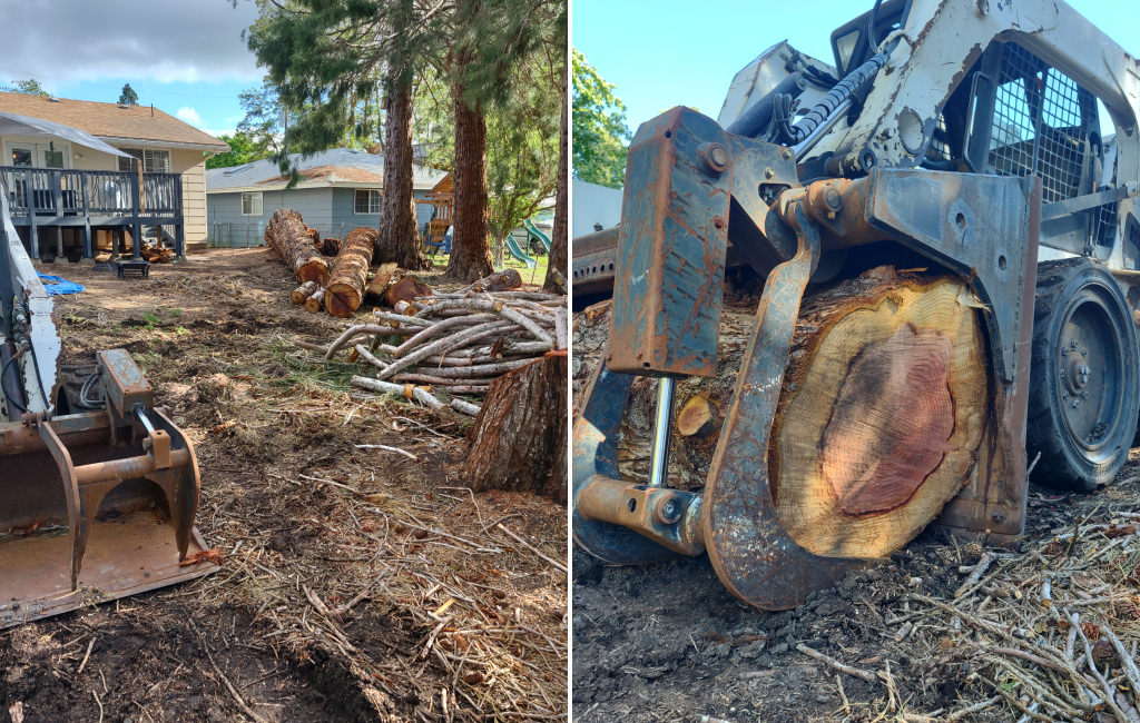 Tree logs in the backyard