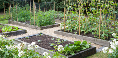 picture of raised bed garden boxes