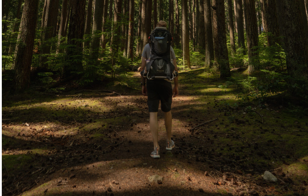 Teddy walks along a forest path, backpack on their back, enjoying the serene nature and towering trees around them.